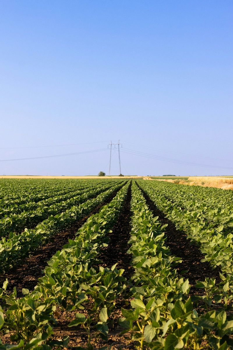 Power line over crop rows in the sun