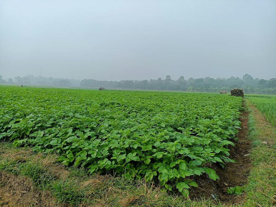 Farm field at dawn under fog